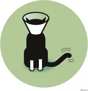 Katzentipps mit dem Fokus auf Tierschutz und Information.